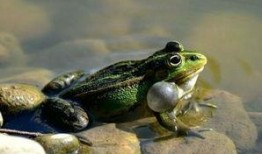 泥蛙养殖爆料怎么做视频,视频制作攻略与技巧揭秘